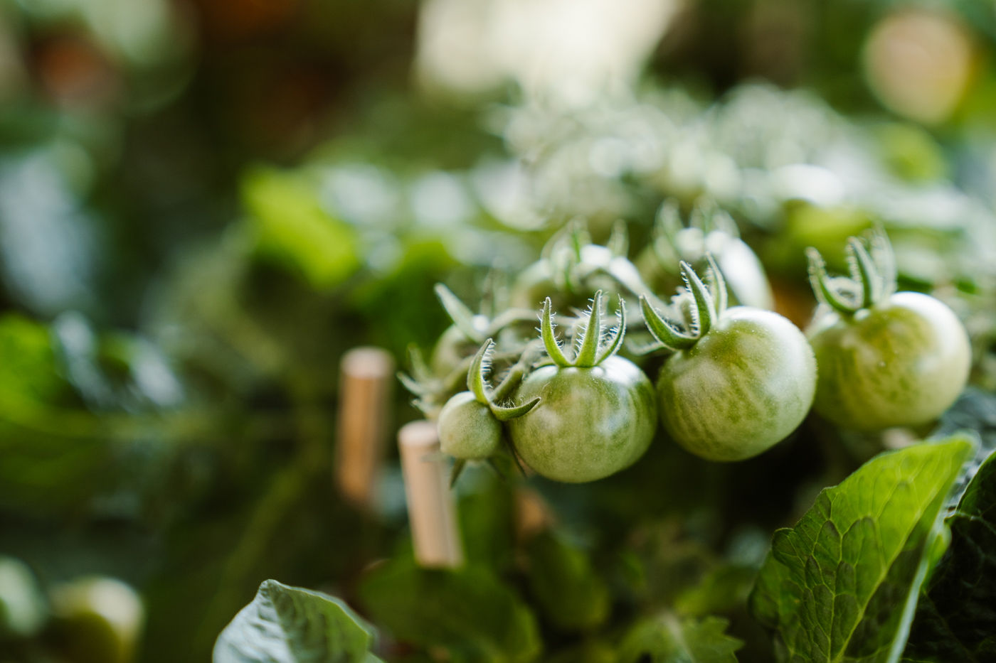 groene tomaten