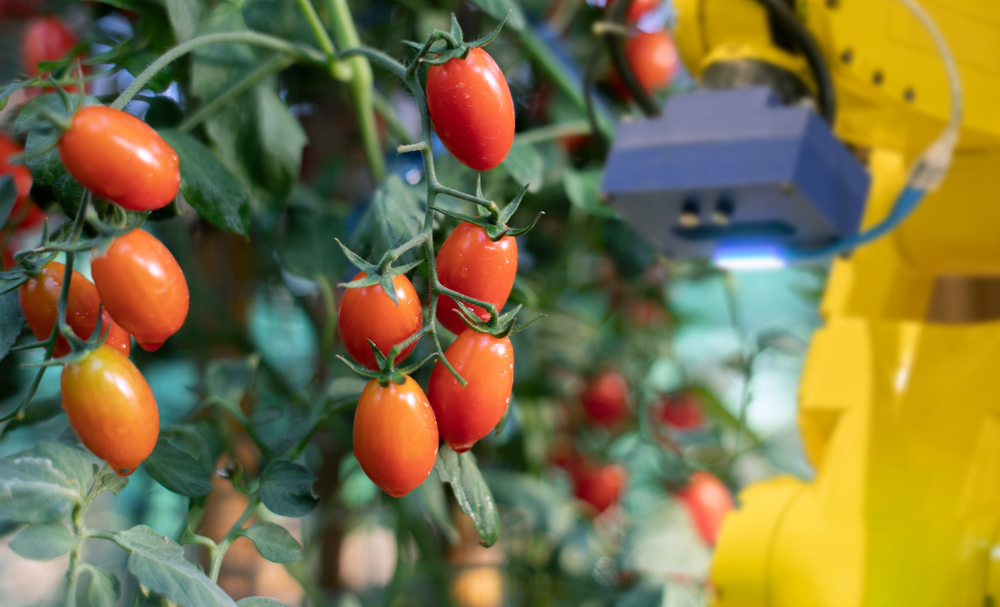 tomaten glastuinbouw